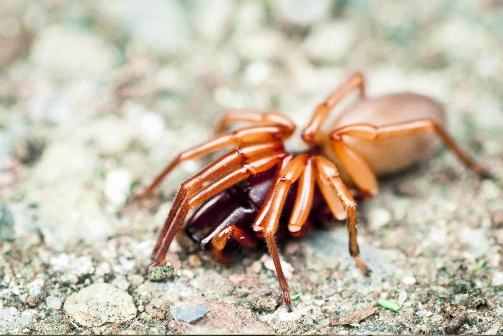 How to keep spiders as pets
