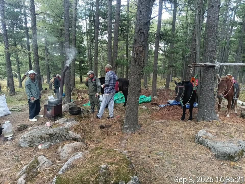 Богдхан ууланд самар түүж байсан 50 орчим иргэнийг уулнаас буулгасан эргүүл хяналт хийв Богдхан ууланд самар түүж байсан 50 орчим иргэнийг уулнаас буулгасан эргүүл хяналт хийв