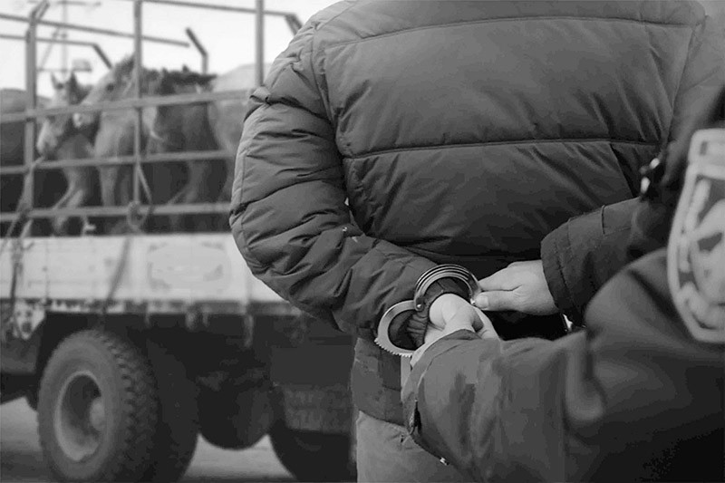 Архангайд мал хулгайлах хэрэгт холбогдсон 154 хэргийг шүүхэд шилжүүлэв Архангайд мал хулгайлах хэрэгт холбогдсон 154 хэргийг шүүхэд шилжүүлэв